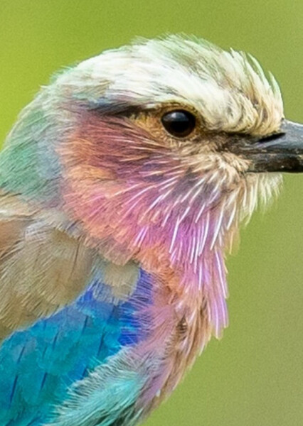 Lilac-Breasted Roller