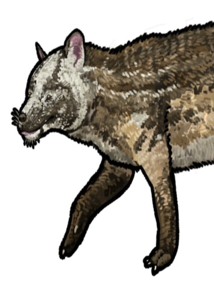 Limnocyon