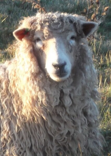 Lincoln Sheep