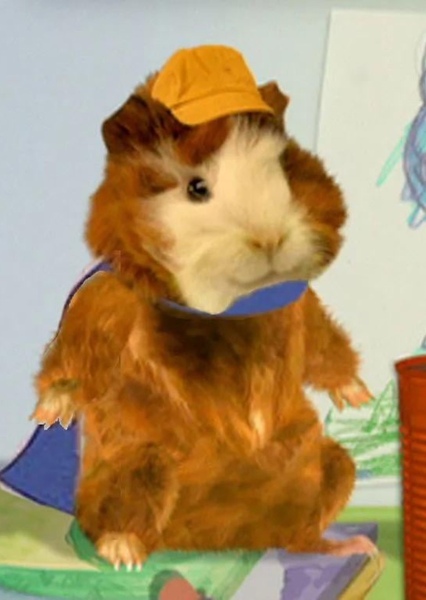 Linny the Guinea Pig photo