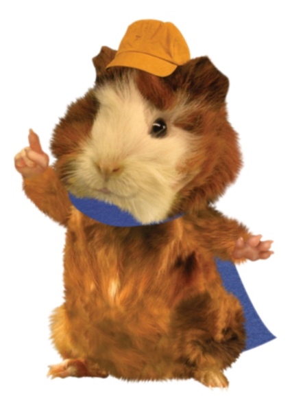 Linny the Guinea Pig