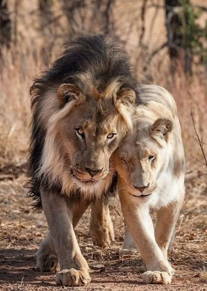 Lion photo