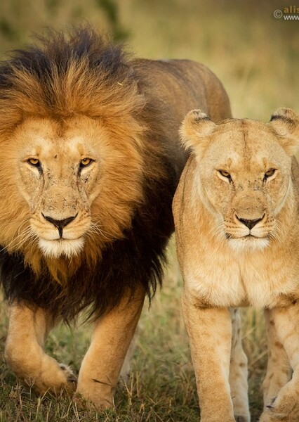 Lion photo