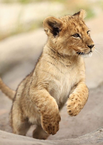 Lion