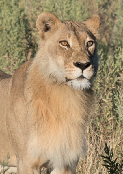 Lion (Animal) photo