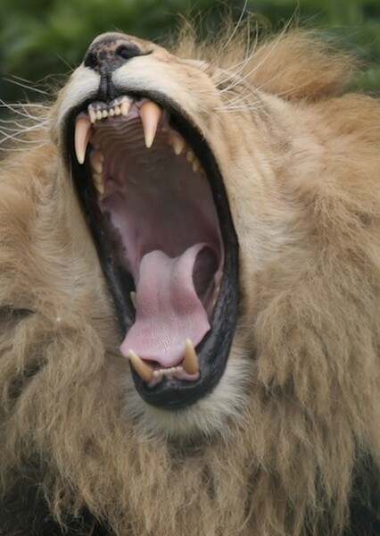 Lion Roars