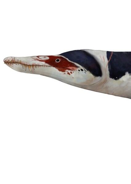Liopleurodon photo