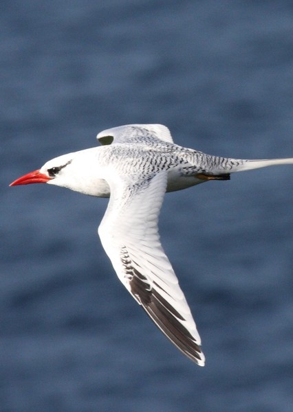 Lithoptila
