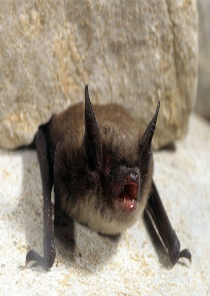 Little Brown Bat
