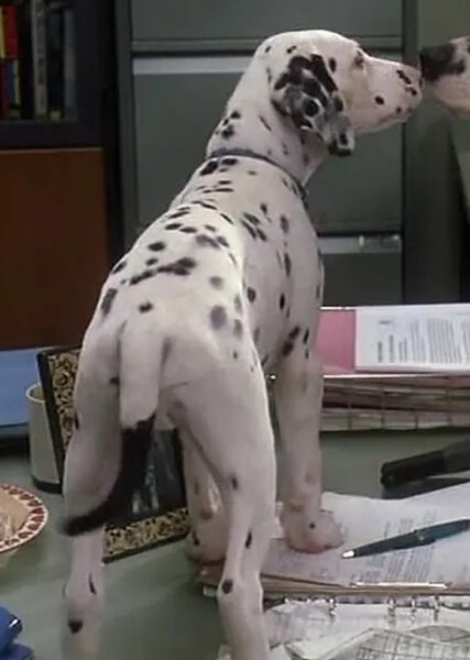 Little Dipper (101 Dalmatians) photo