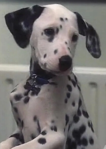 Little Dipper (101 Dalmatians) photo