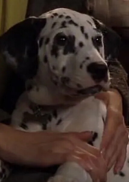 Little Dipper (101 Dalmatians) photo