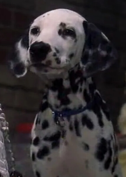Little Dipper (101 Dalmatians) photo