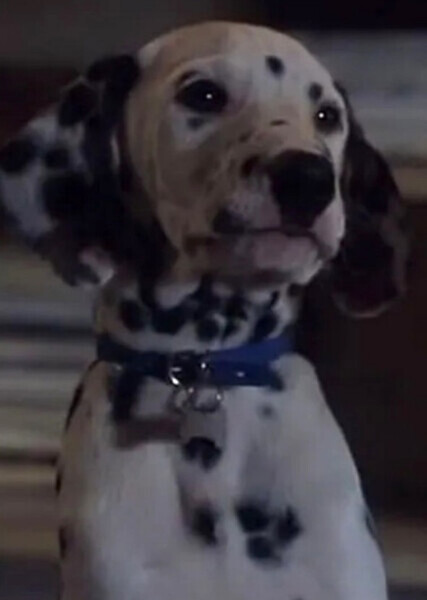 Little Dipper (101 Dalmatians) photo