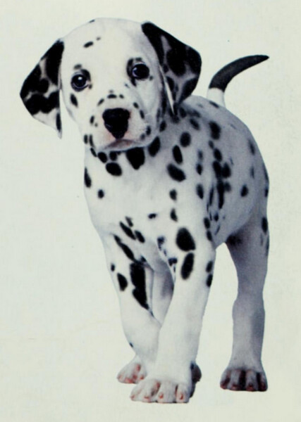 Little Dipper (101 Dalmatians) photo