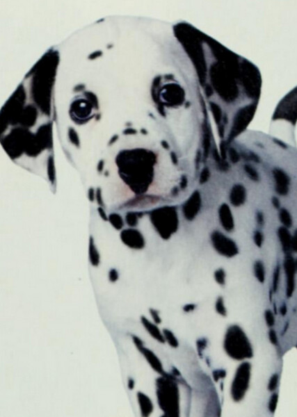 Little Dipper (101 Dalmatians) photo