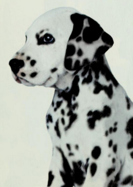 Little Dipper (101 Dalmatians) photo