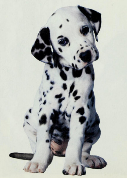 Little Dipper (101 Dalmatians) photo