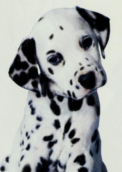 Little Dipper (101 Dalmatians) photo