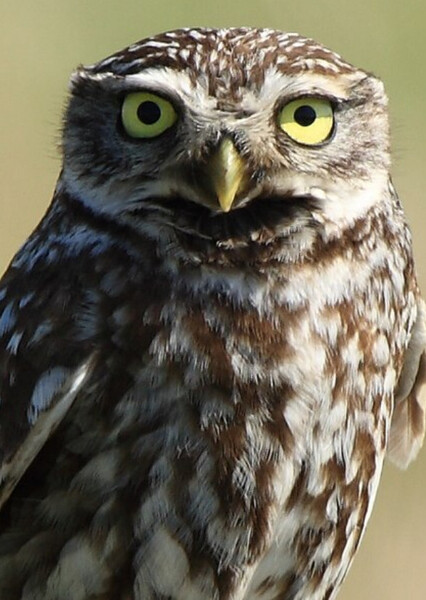 Little Owl