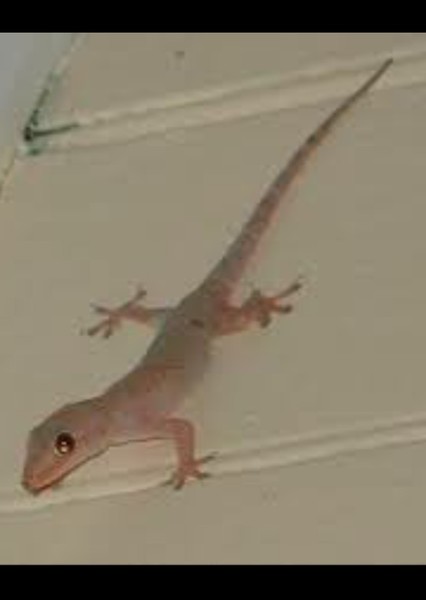Lizard