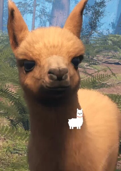 Llama