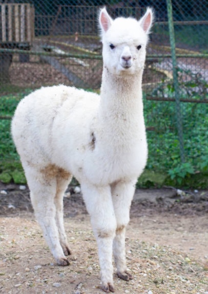 Llama photo