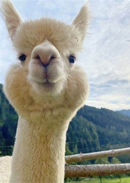 Lloyd the Llama photo