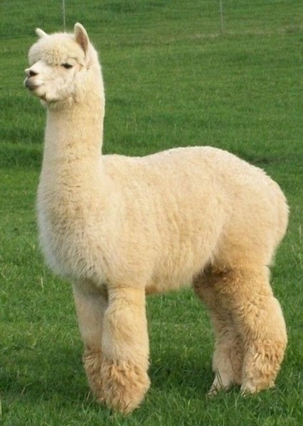 Lloyd the Llama photo