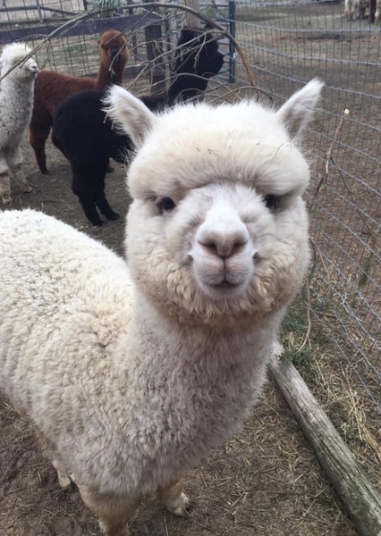 Lloyd the Llama photo