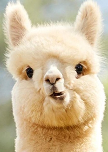 Lloyd the Llama photo