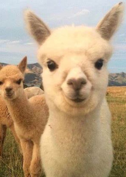 Lloyd the Llama photo