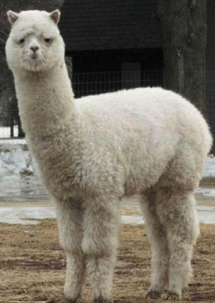 Lloyd the Llama photo