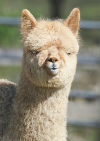 Llyn the Llama photo