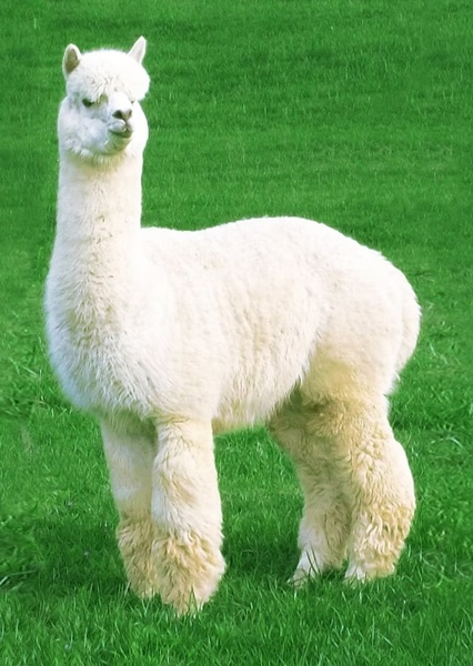 Llyn the Llama photo