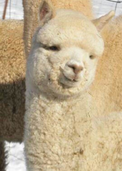 Llyn the Llama photo