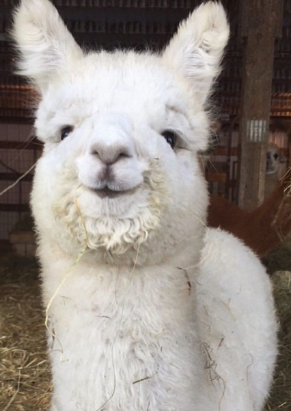 Llyn the Llama photo