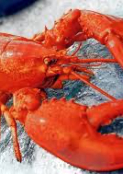 Lobster photo