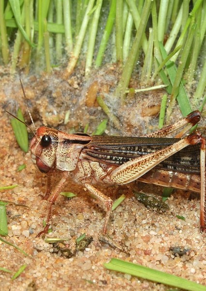 Replace All Dinosaurs with Locusts