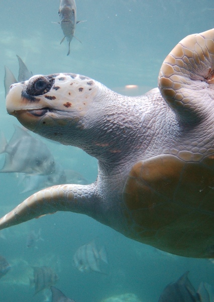 Loggerhead Sea Turtle