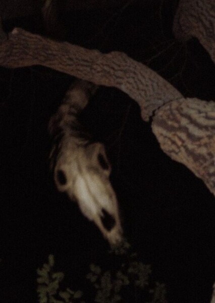 Long Horse photo