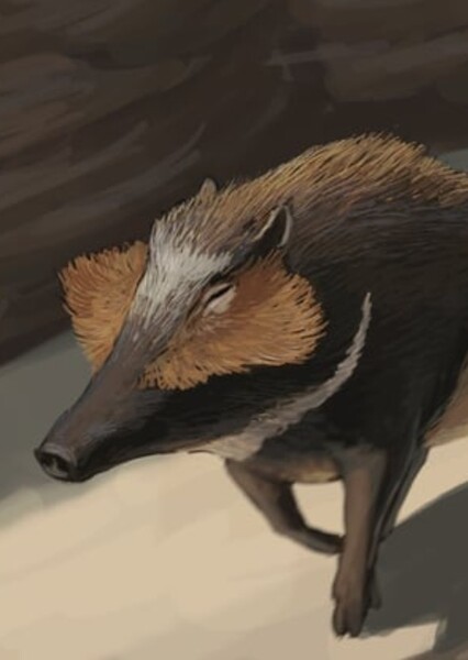 Long-Nosed Peccary