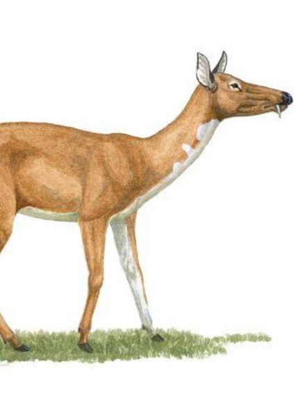 Longirostromeryx
