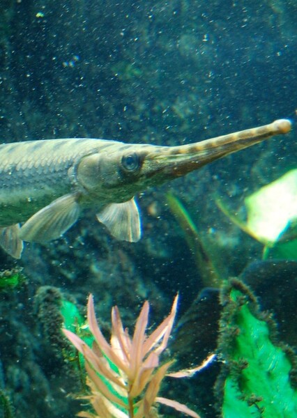 Longnose Gar