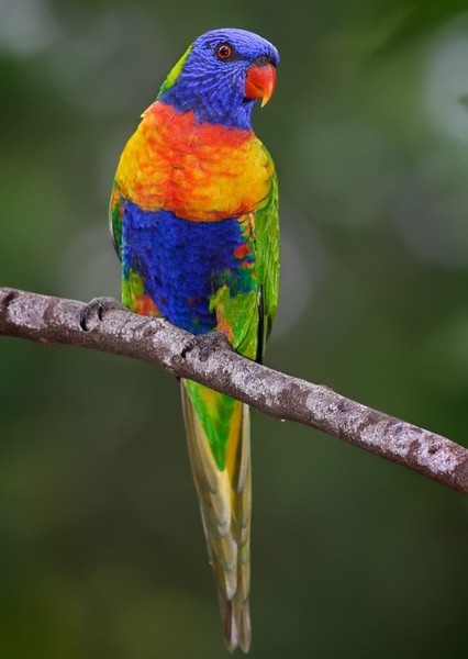 Lorikeet