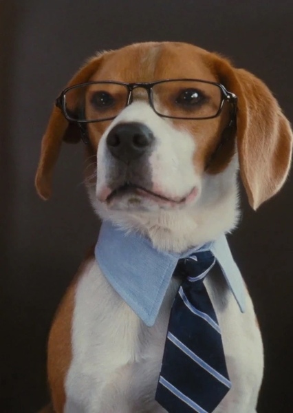 Lou (Cats & Dogs)
