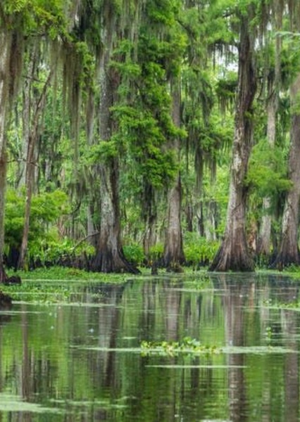 Louisiana (state)