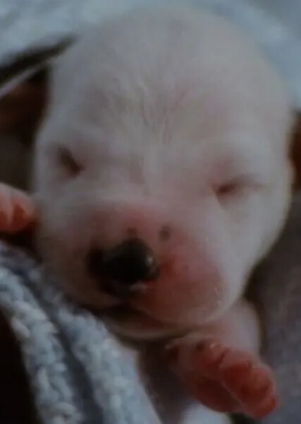 Lucky (101 Dalmatians) photo