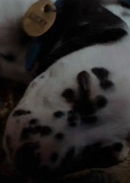 Lucky (101 Dalmatians) photo