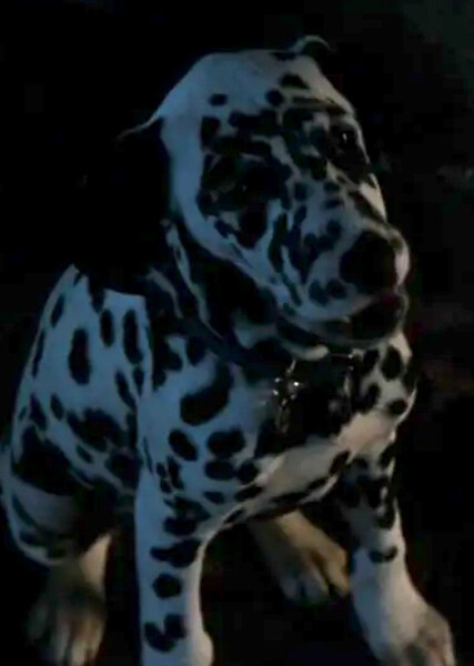 Lucky (101 Dalmatians) photo